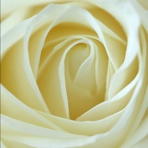 Meet your Posher, Ivory